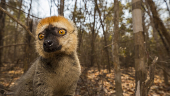 A lemur in a forest in Madagascar.