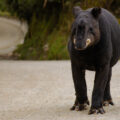 A mountain tapir (Tapirus pinchaque) walking on a gravel road surrounded by greenery in Colombia.
