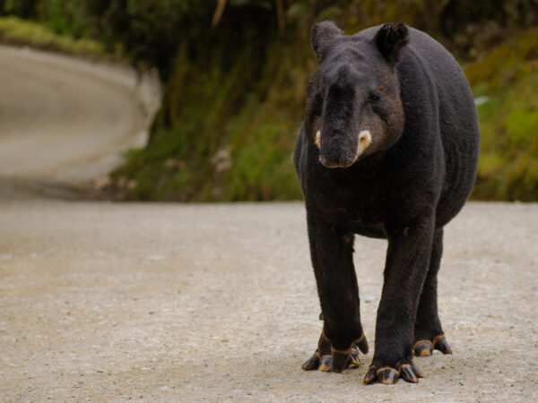 Mountain Tapir conservation in Puracé National Park, Colombia 2 A mountain tapir (Tapirus pinchaque) walking on a gravel road surrounded by greenery in Colombia.