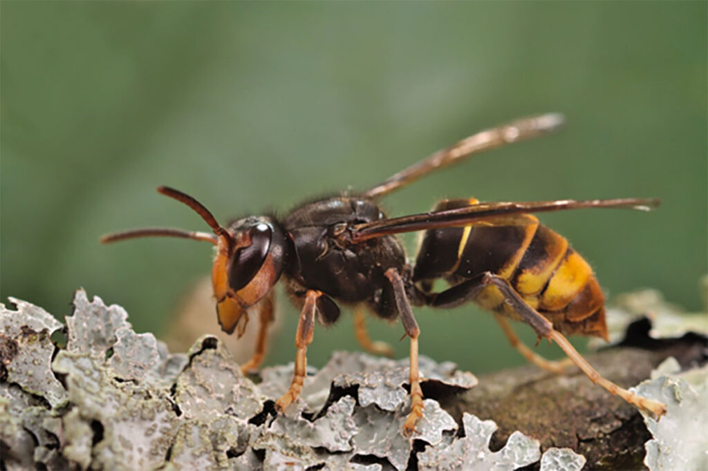 Funding rapid action to combat invasive alien species in Europe 1 Vespa velutina nigrithorax (yellow-legged hornet)