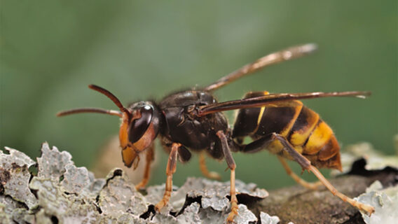 Vespa velutina nigrithorax (yellow-legged hornet)