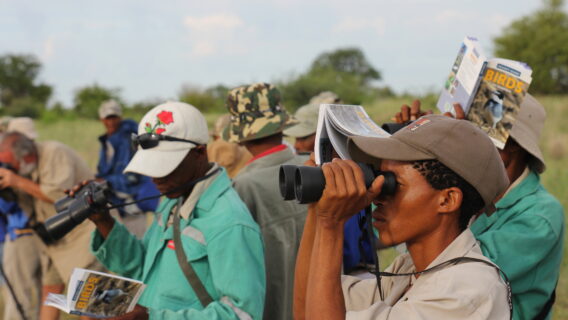Birdwatching in Namibia