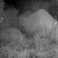 Black rhino during night in a game reserve in South Africa