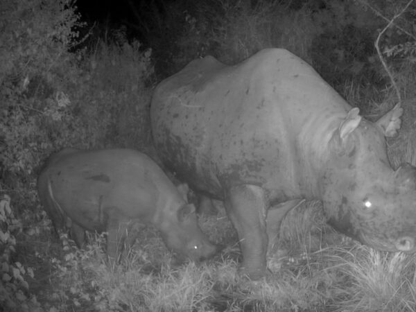 Conserving black rhinos through community-led protection at Somkhanda, South Africa 2 Black rhino during night in a game reserve in South Africa