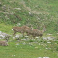 Andean deer