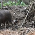 Pygmy hogs with babies in India