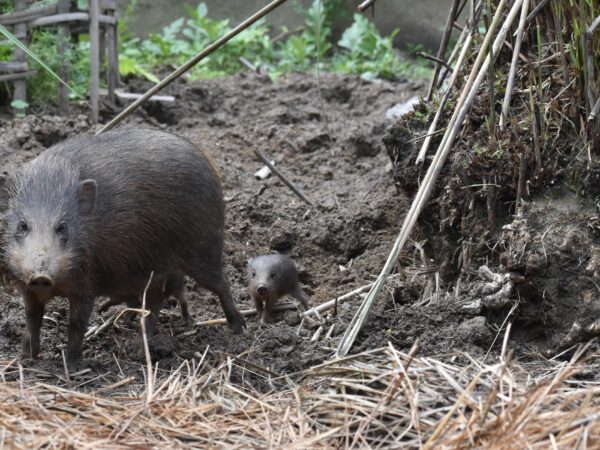 Securing sub-Himalayan grasslands for pygmy hog survival 2 Pygmy hogs with babies in India