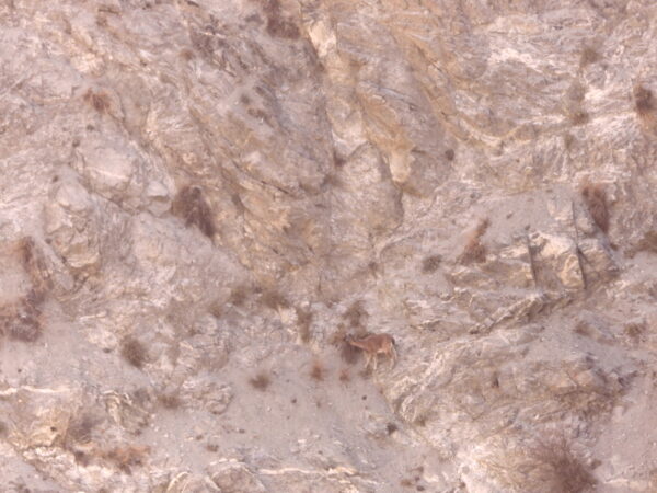 Recovering the Ladakh Urial in Gilgit-Baltistan, Pakistan 2 Arial image of Ladakh Urial in Pakistan