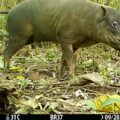 A male Togean babirusa recorded by a camera trap in 2022.