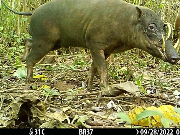 Promoting coexistence with the Togean Islands babirusa in Indonesia 2 A male Togean babirusa recorded by a camera trap in 2022.