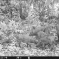 Bornean bearded pigs at night