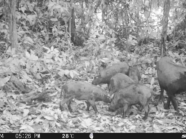 Accelerating recovery of Bornean bearded pig 2 Bornean bearded pigs at night