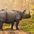 A rhino in an Indian forest