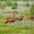 Assessing habitat and corridors for threatened ungulates in Northeast India 61 Hog deer (Axis porcinus) in a field in India.