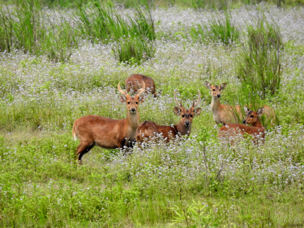 Hog deer (Axis porcinus) in a field in India.