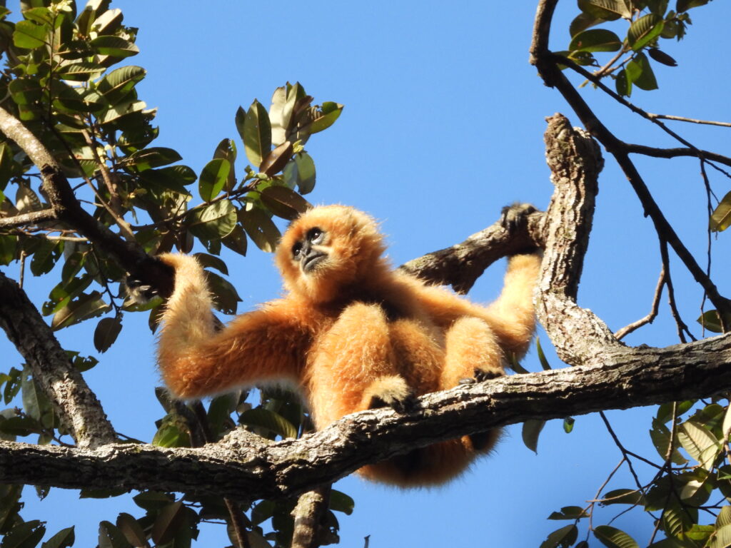 IUCN partners with the TUI Care Foundation to protect threatened species through nature-based tourism projects 2 DSCN8903 Photo by Sophea Chea