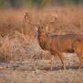Wild large ungulate