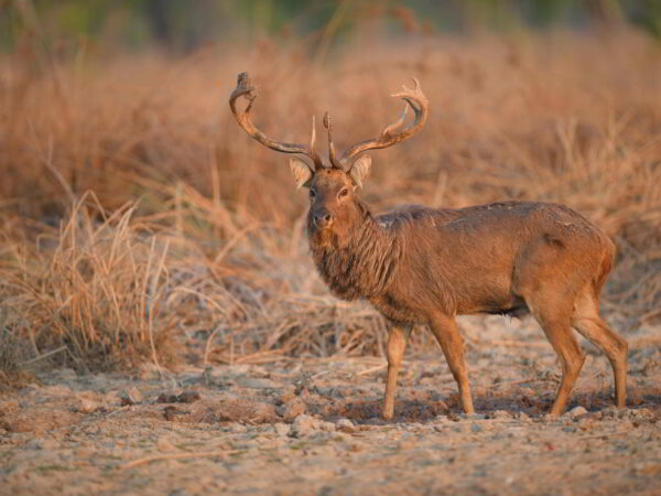 Sustainable livelihoods, sustainable wildlife: Tackling the decline of wild ungulate populations in Siem Pang Wildlife Sanctuary, Cambodia 2 Wild large ungulate