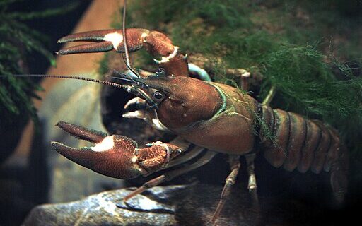 Signal crayfish Pacifastacus leniusculus Astacoides CC BY SA 3.0 via Wikimedia Commons