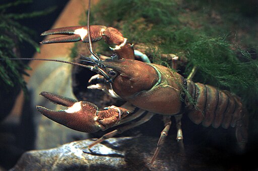 New call for proposal: European Rapid-Response Fund for Invasive Alien Species 1 Signal crayfish Pacifastacus leniusculus Astacoides CC BY SA 3.0 via Wikimedia Commons