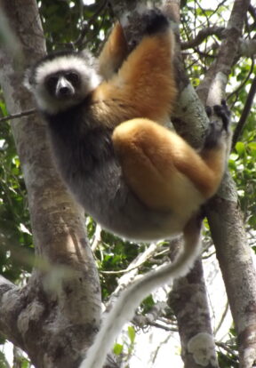 On World Lemur Day: Reflecting on progress and the path ahead for SOS Lemurs  13 2024A 25 Diademed Sifaka in Andriantantely Madagascar by Hery Randriahaingo