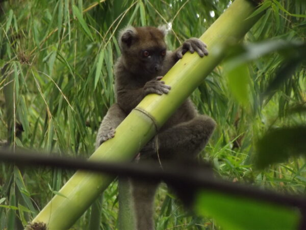 Greater Bamboo Lemur in Andriantantely Madagascar