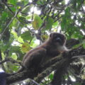 Lemur Eulemur-rubriventer Mahimborondro Madagascar