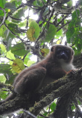 On World Lemur Day: Reflecting on progress and the path ahead for SOS Lemurs  7 Lemur Eulemur-rubriventer Mahimborondro Madagascar