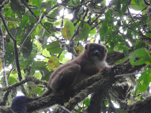 Lemur Eulemur-rubriventer Mahimborondro Madagascar