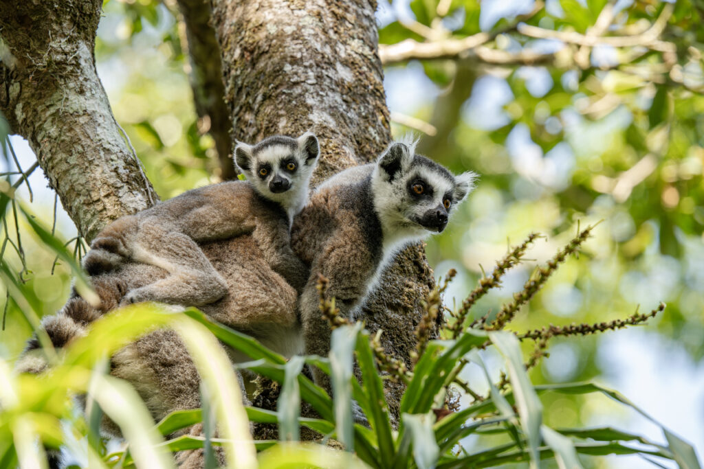 On World Lemur Day: Reflecting on progress and the path ahead for SOS Lemurs  15 Lemur Madagascar