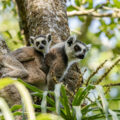 Lemur Madagascar