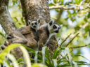 Lemur Madagascar