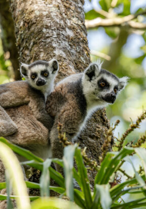 On World Lemur Day: Reflecting on progress and the path ahead for SOS Lemurs  11 Lemur Madagascar