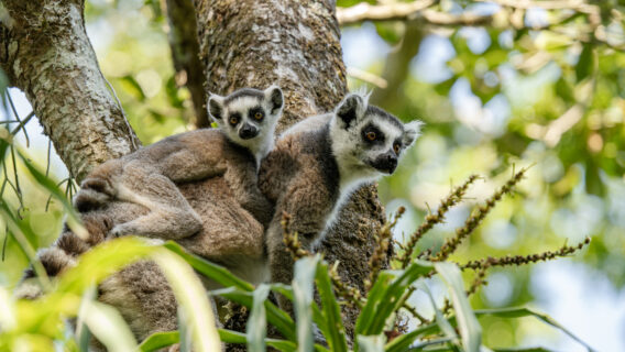 On World Lemur Day: Reflecting on progress and the path ahead for SOS Lemurs  11 Lemur Madagascar
