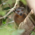 Gray headed brown lemur Efatsy Manombo Madagascar