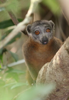 On World Lemur Day: Reflecting on progress and the path ahead for SOS Lemurs  10 Gray headed brown lemur Efatsy Manombo Madagascar
