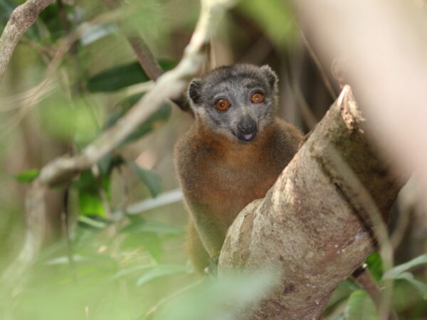 Gray headed brown lemur Efatsy Manombo Madagascar