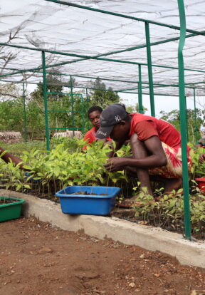 Planting period from nursery Efatsy Manombo Madagascar