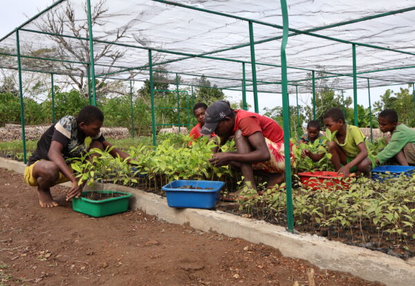Planting period from nursery Efatsy Manombo Madagascar