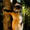 Diadema sifaka Madagascar