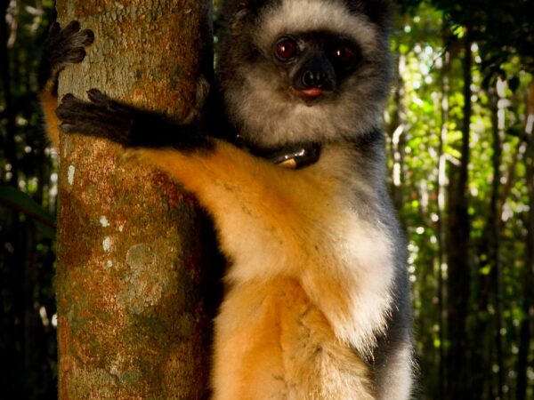 Diadema sifaka Madagascar