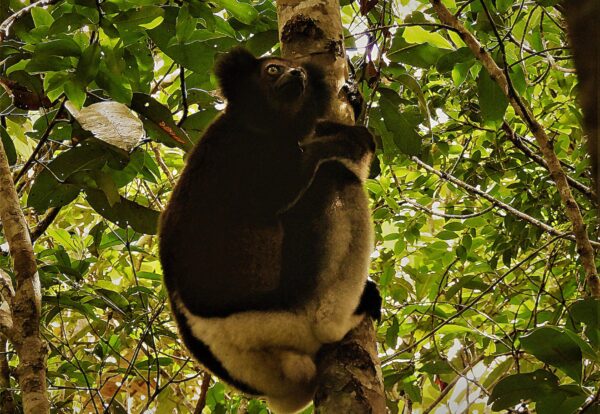 indri Madagascar