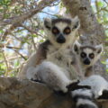 lemur catta Tsimanampesotse Madagascar