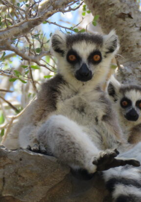 On World Lemur Day: Reflecting on progress and the path ahead for SOS Lemurs  8 lemur catta Tsimanampesotse Madagascar
