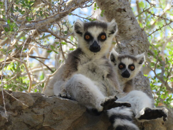 lemur catta Tsimanampesotse Madagascar