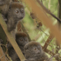 Alaotran gentle lemur Madagascar