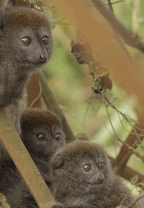 On World Lemur Day: Reflecting on progress and the path ahead for SOS Lemurs  4 Alaotran gentle lemur Madagascar