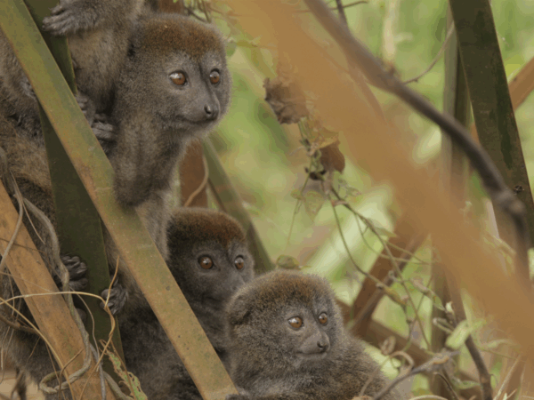 Alaotran gentle lemur Madagascar