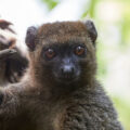 hapalemur Madagascar