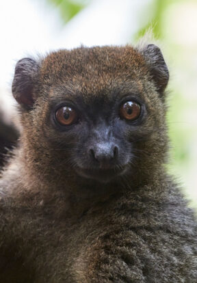 On World Lemur Day: Reflecting on progress and the path ahead for SOS Lemurs  6 hapalemur Madagascar